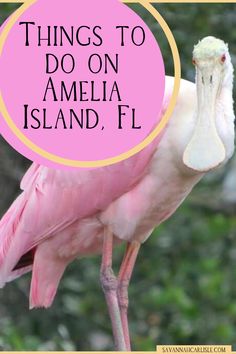 a pink bird with the words things to do on amelia island, fl in front of it