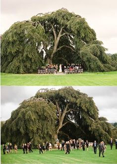 two pictures of people standing in front of a large tree with chairs under it and on the ground