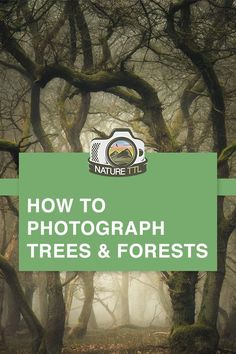 a forest with trees and fog in the background text reads how to photograph trees & forests