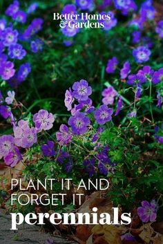 purple flowers with the words plant it and forget it perennials