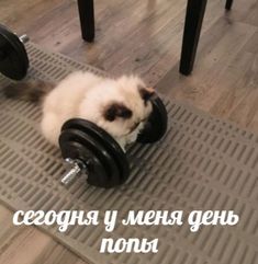 мем с котом кот кошка юмор спорт качаю попу прикол Hello Memes, Funny Postcards, Silly Cats Pictures, Snapchat Funny, Graphic Design Fun, Funny Profile Pictures, Cute Memes, Silly Cats, Animal Memes