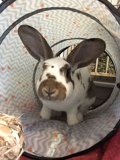 a rabbit sitting in a cage with its head turned to look like it is looking at the camera