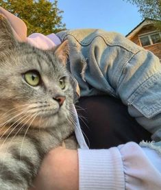 a person holding a gray cat in their arms and looking at the camera with green eyes