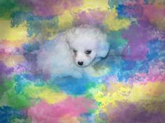 a small white dog laying on top of a multicolored floor covered in clouds