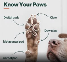 a dog with his paw up to the camera and its paws pointing at it's paw