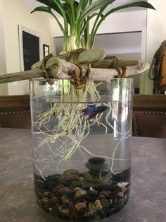 an aquarium with rocks and plants in it