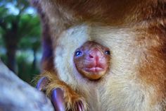 a close up of a monkey's face with trees in the background