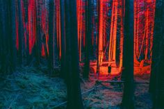 a forest filled with lots of trees covered in red and blue lights at night time