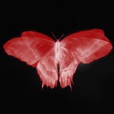 a red butterfly is flying in the dark