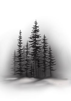 black and white photograph of pine trees in fog