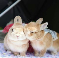 two small rabbits sitting next to each other on a table