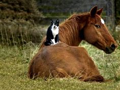 a cat sitting on the back of a horse