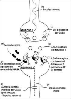 the diagram shows the location of the neurons and their functions in the body