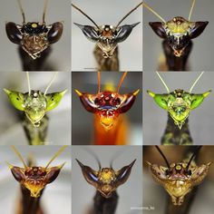 many different pictures of insects with their heads turned upside down