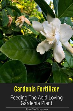 a white flower with the words gardening fertilizer feeding the acid loving garden plant