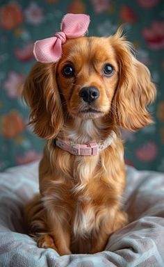 a small brown dog with a pink bow on its head sitting in a bed looking at the camera