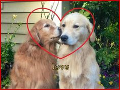 two dogs that are standing next to each other in front of a heart shaped frame