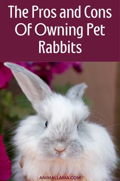 the pros and cons of owning pet rabbits by animalamaacom com