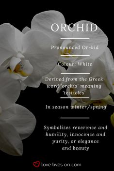 white orchids with the words orchid on it