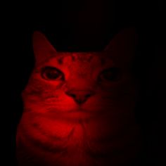 a cat with red light on it's face