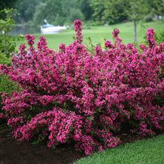 purple flowers are blooming in the grass next to some bushes and trees with boats in the background