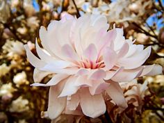 a large white flower sitting on top of a tree