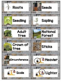 four different types of trees and plants with pictures on them, including the names of each tree