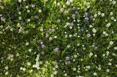 some white and purple flowers are growing in the green grass, top view from above