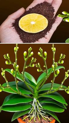 there are two pictures with different plants in the same pot and one has a lemon slice on it