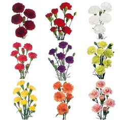 four different types of flowers on a white background