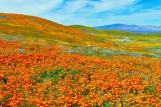 an orange flower field with mountains in the background