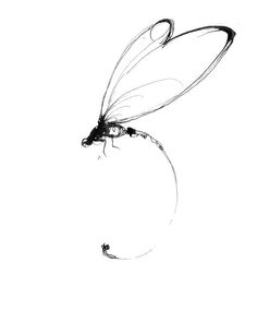 a black and white photo of a dragon fly