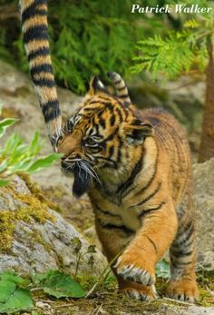 a small tiger cub walking across a forest floor next to some rocks and trees with one paw on it's head