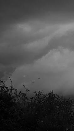 a black and white photo of birds flying in the sky above some bushes with leaves