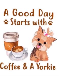 a cute little dog sitting next to a cup of coffee with the words, a good day starts with coffee and a yorkie