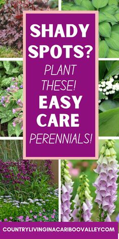 many different types of plants with the words shady spots? plant these easy care perennials