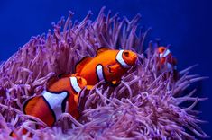 two clown fish are swimming in an aquarium