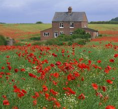 a field full of red flowers with a house in the background