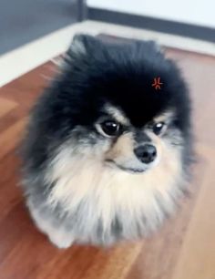 a small black and white dog sitting on top of a wooden floor