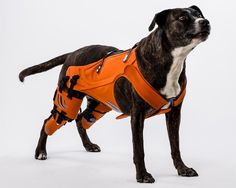 a black and white dog wearing an orange vest on a white background in front of the camera