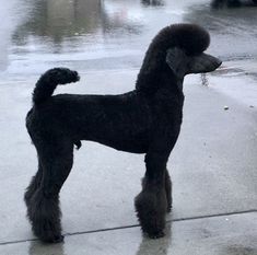 a black poodle standing on top of a wet sidewalk