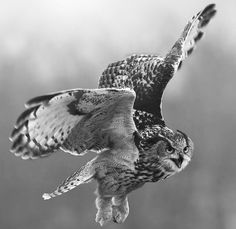 an owl flying in the air with it's wings spread