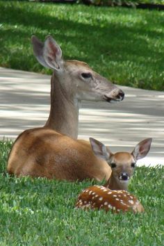 two deer laying in the grass next to each other