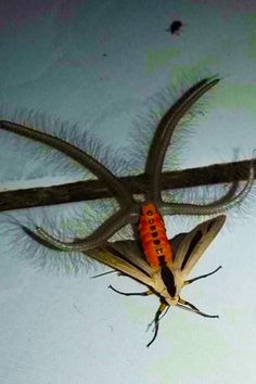 an orange and black insect sitting on top of a pair of scissors