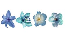 three blue and white flowers on a white background