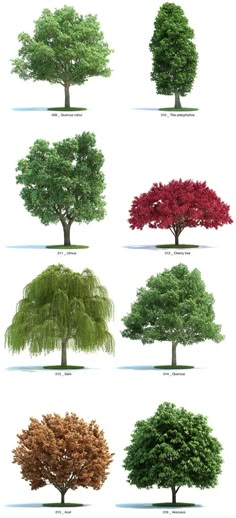 the different types of trees are shown in this image