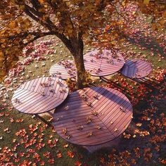 three wooden benches sitting under a tree surrounded by leaves