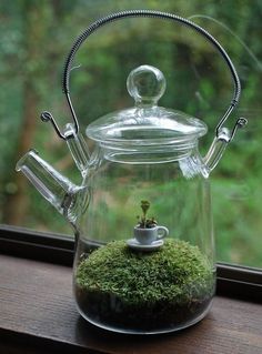 a glass teapot with moss inside sitting on a window sill