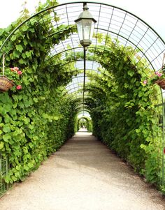 an arch covered in green plants with a light on the top and walkway leading to it