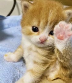 a small orange kitten sitting on top of a blue blanket with its paw up to the camera